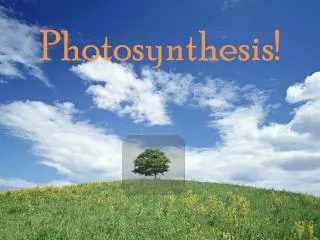 Photosynthesis!