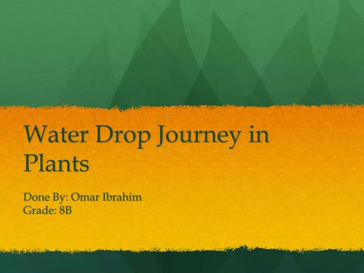 water drop journey in plants