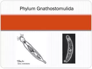 phylum gnathostomulida