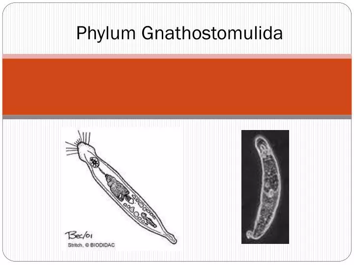 phylum gnathostomulida