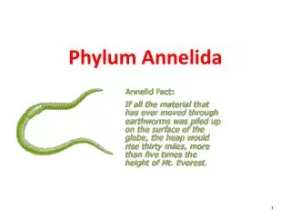 Phylum Annelida