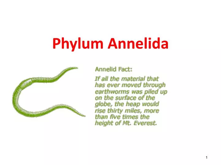 phylum annelida