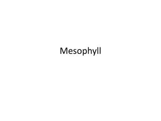 mesophyll