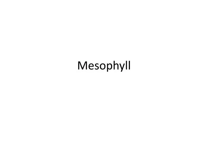 mesophyll