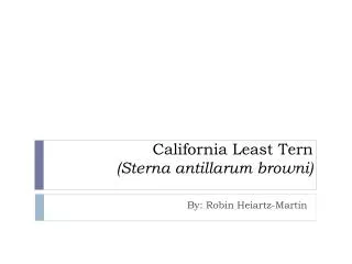 California Least Tern (Sterna antillarum browni )