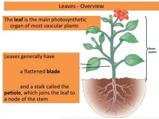The leaf is the main photosynthetic organ of most vascular plants