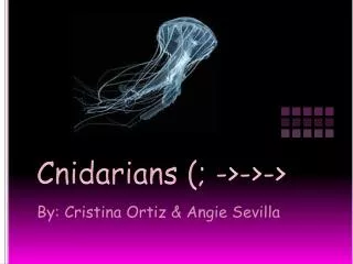 Cnidarians (; -&gt;-&gt;-&gt;