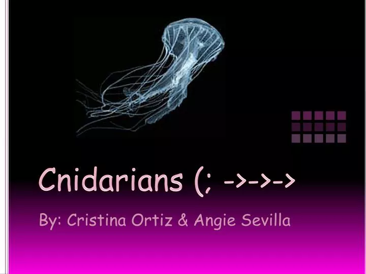 cnidarians