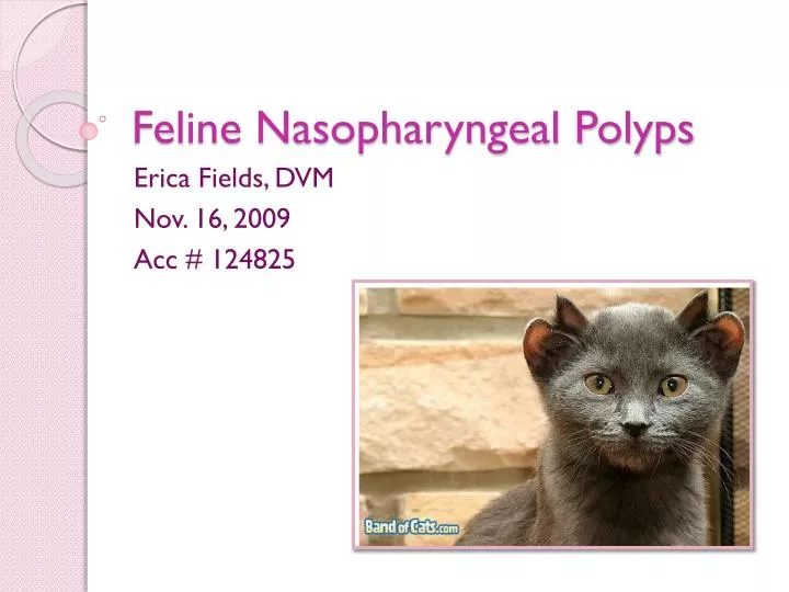 feline nasopharyngeal polyps