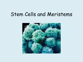 Stem Cells and Meristems