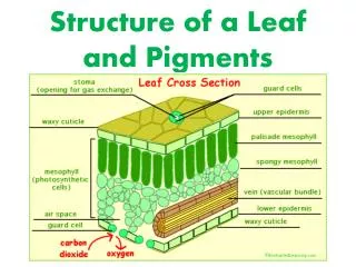 Structure of a Leaf and Pigments