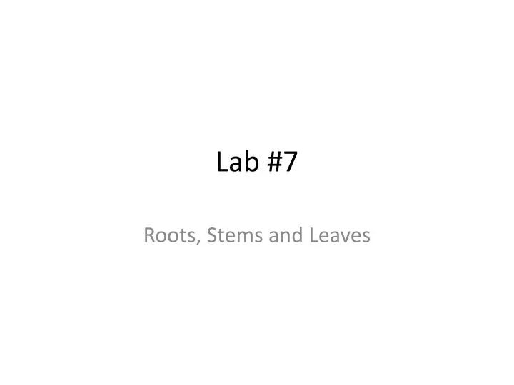 lab 7