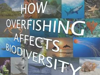 HOW OVERFISHING AFFECTS BIODIVERSITY