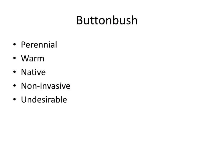 buttonbush