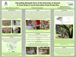 Harvesting Mesquite Flour at the University of Arizona: