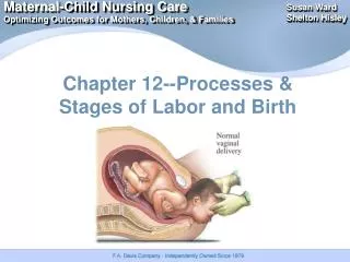 Chapter 12--Processes &amp; Stages of Labor and Birth