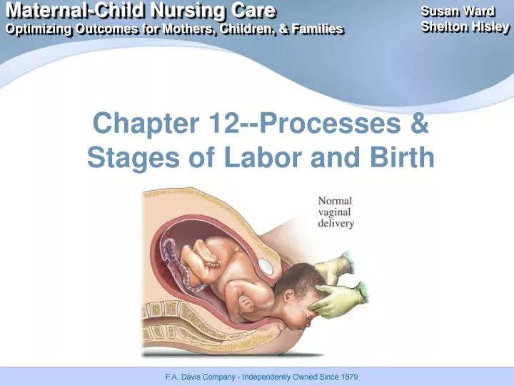 chapter 12 processes stages of labor and birth