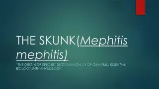THE SKUNK( Mephitis mephitis)