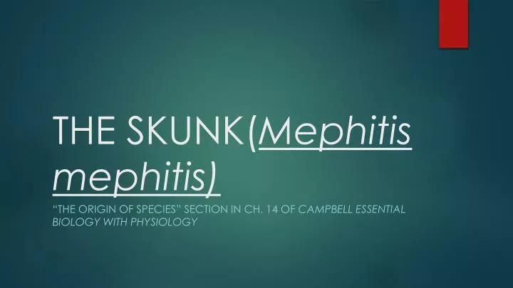 the skunk mephitis mephitis