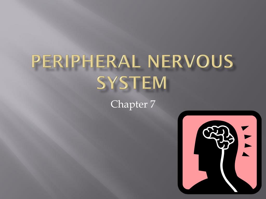 PPT - Peripheral Nervous System PowerPoint Presentation, free download ...