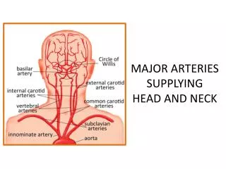 MAJOR ARTERIES SUPPLYING HEAD AND NECK