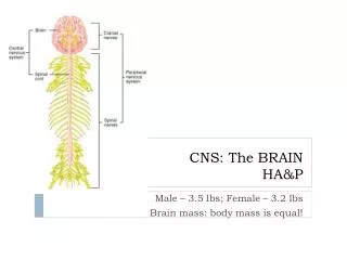 CNS: The BRAIN HA&amp;P