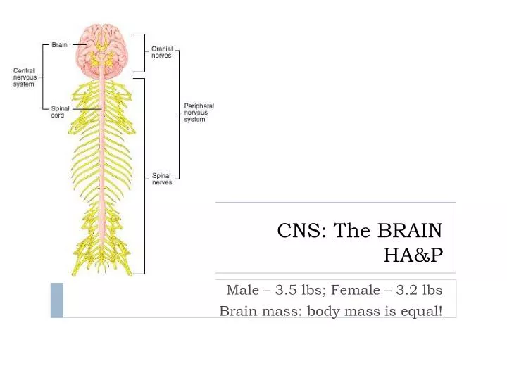 cns the brain ha p