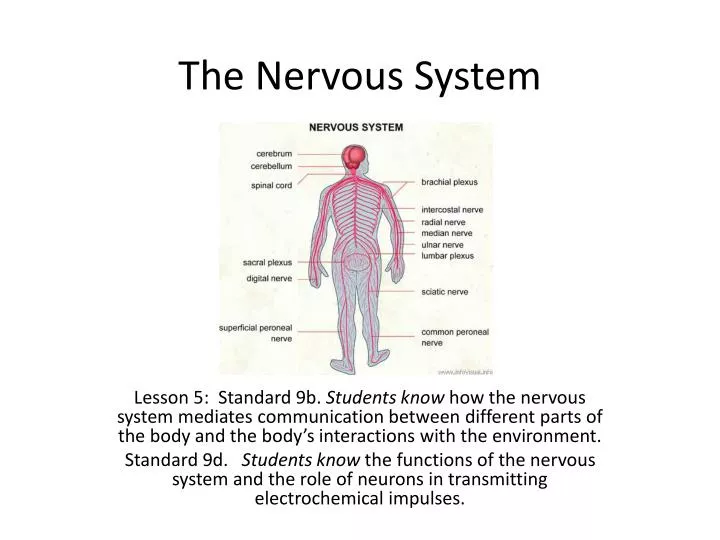 the nervous system