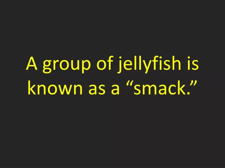 a group of jellyfish is known as a smack