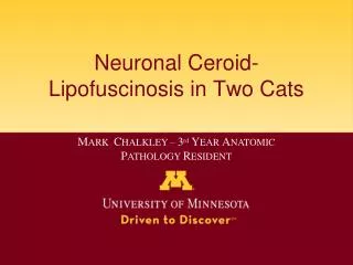 Neuronal Ceroid- Lipofuscinosis in Two Cats
