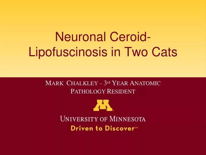 neuronal ceroid lipofuscinosis in two cats