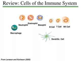 Review: Cells of the Immune System