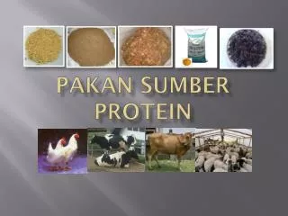 pakan sumber protein