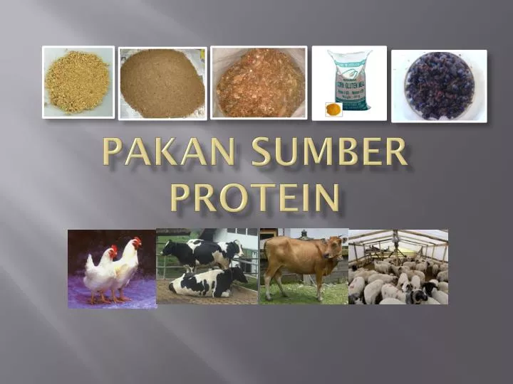 pakan sumber protein