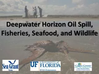Deepwater Horizon Oil Spill, Fisheries, Seafood, and Wildlife