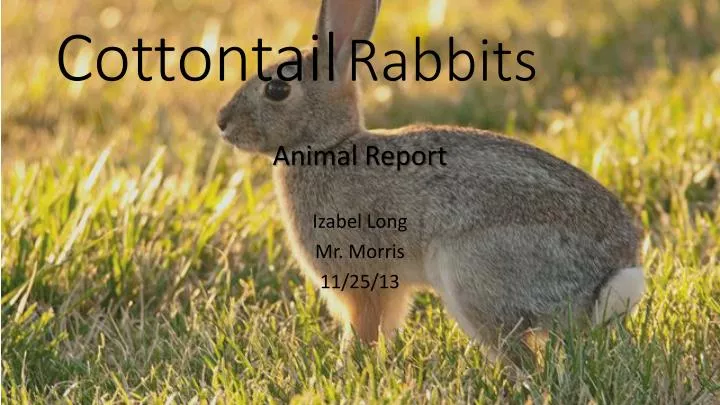 cottontail rabbits