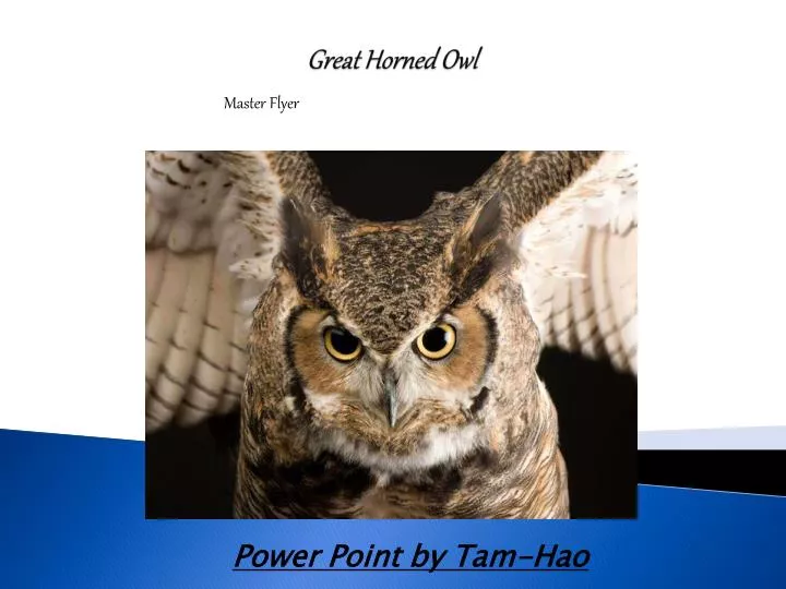 great horned owl