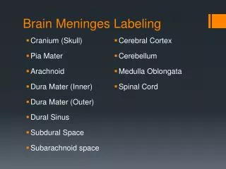 Brain Meninges Labeling