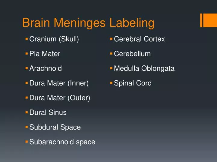 brain meninges labeling