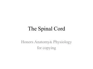 The Spinal Cord