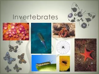 Invertebrates