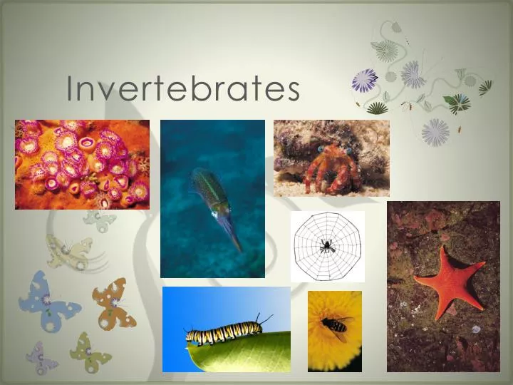 invertebrates