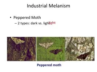industrial melanism
