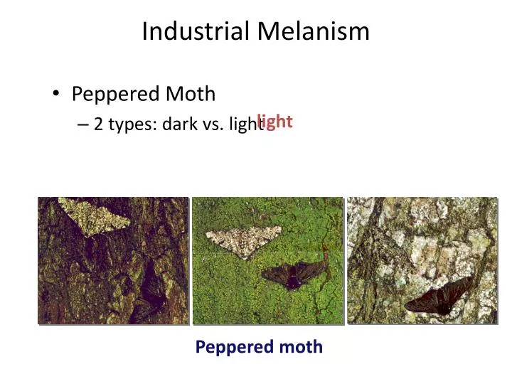industrial melanism