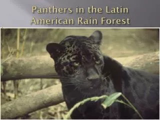 Panthers in the Latin American Rain Forest