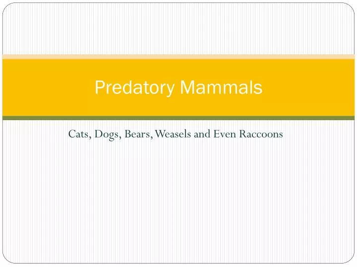 predatory mammals