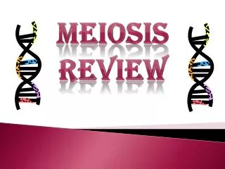 meiosis review