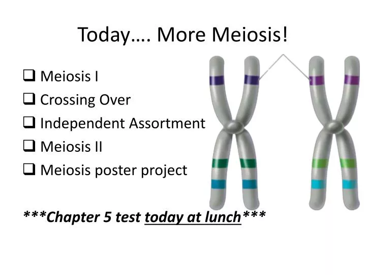 today more meiosis