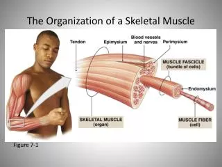 The Organization of a Skeletal Muscle