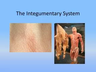 The Integumentary System